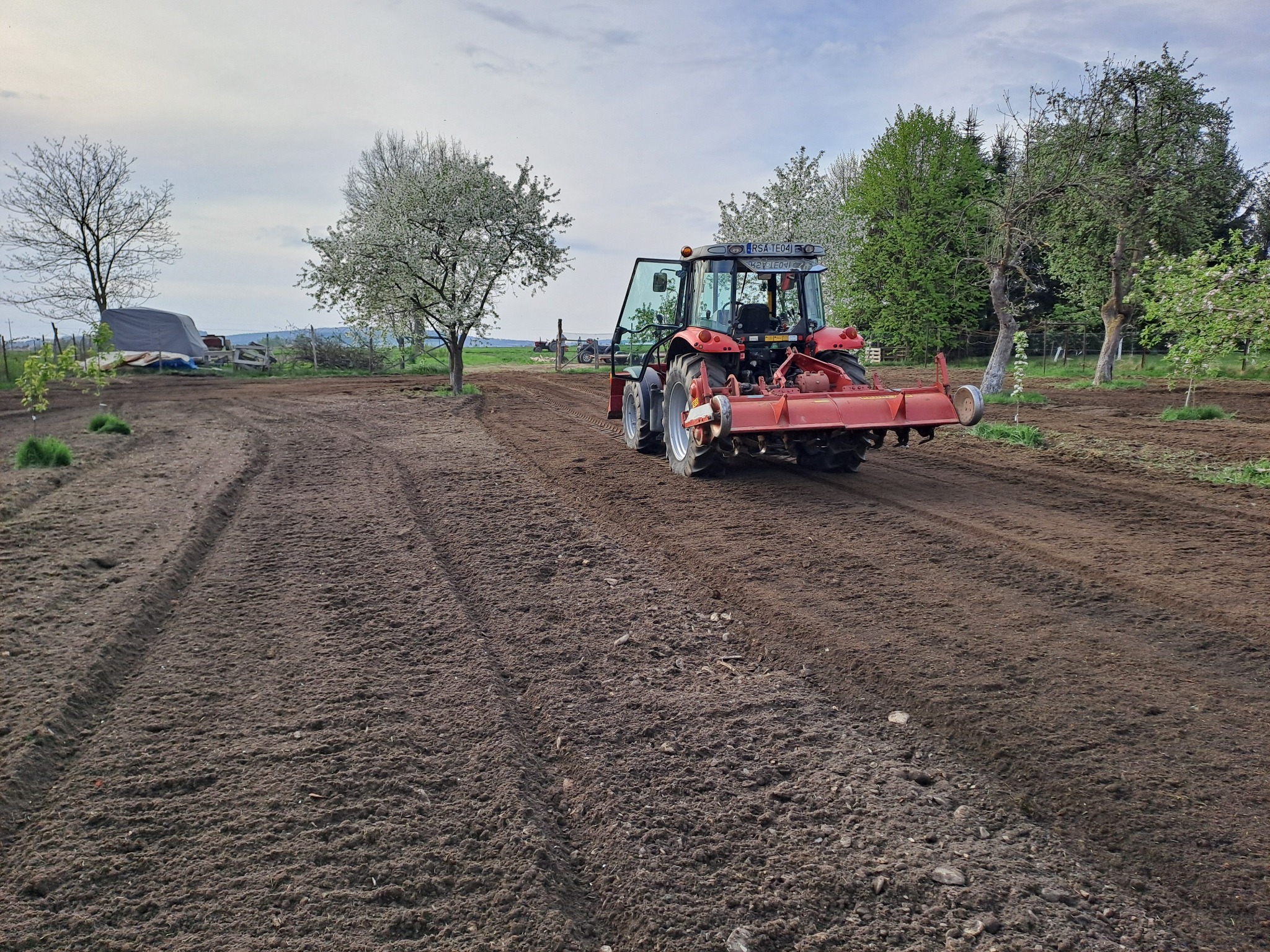 Czerwony traktor z glebogryzarką spulchnia ziemię na polu, przygotowując ją pod uprawę. Widoczne drzewa owocowe w tle i świeżo obrobiona gleba.