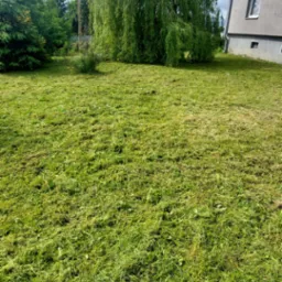 Świeżo skoszony trawnik przed budynkiem z drzewami. Krótko przycięta trawa, resztki skoszonej trawy. Widok na budynek w tle, drzewa iglaste i płacząca wierzba.