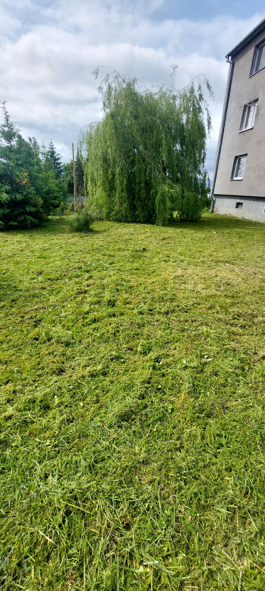 Świeżo skoszony trawnik przed budynkiem z drzewami. Krótko przycięta trawa, resztki skoszonej trawy. Widok na budynek w tle, drzewa iglaste i płacząca wierzba.