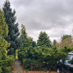 wycinka drzew oraz krzewów 