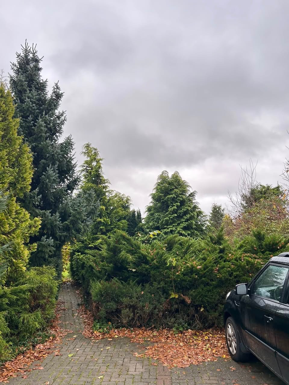 wycinka drzew oraz krzewów 'zdjęcie przed'