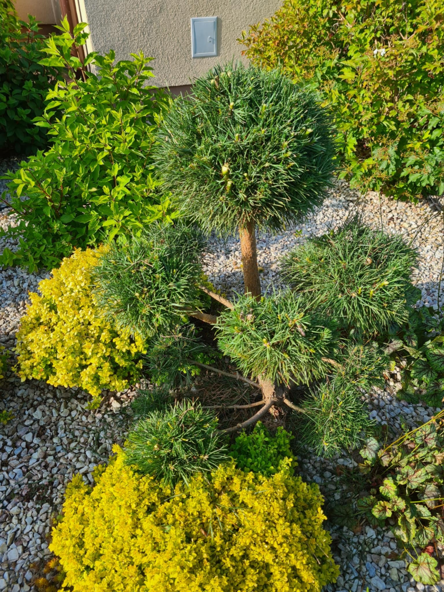 Dekoracyjny ogród z formowaną sosną i żółtymi krzewami na tle białego żwiru, oświetlony naturalnym światłem słonecznym.