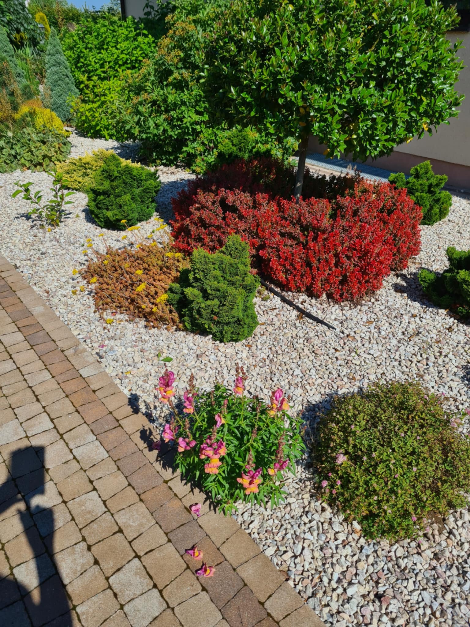 Ogród z ozdobnymi krzewami, kwiatami i kamieniami. Widoczny fragment brukowanej ścieżki i cień osoby. Różnorodność roślin i barw.