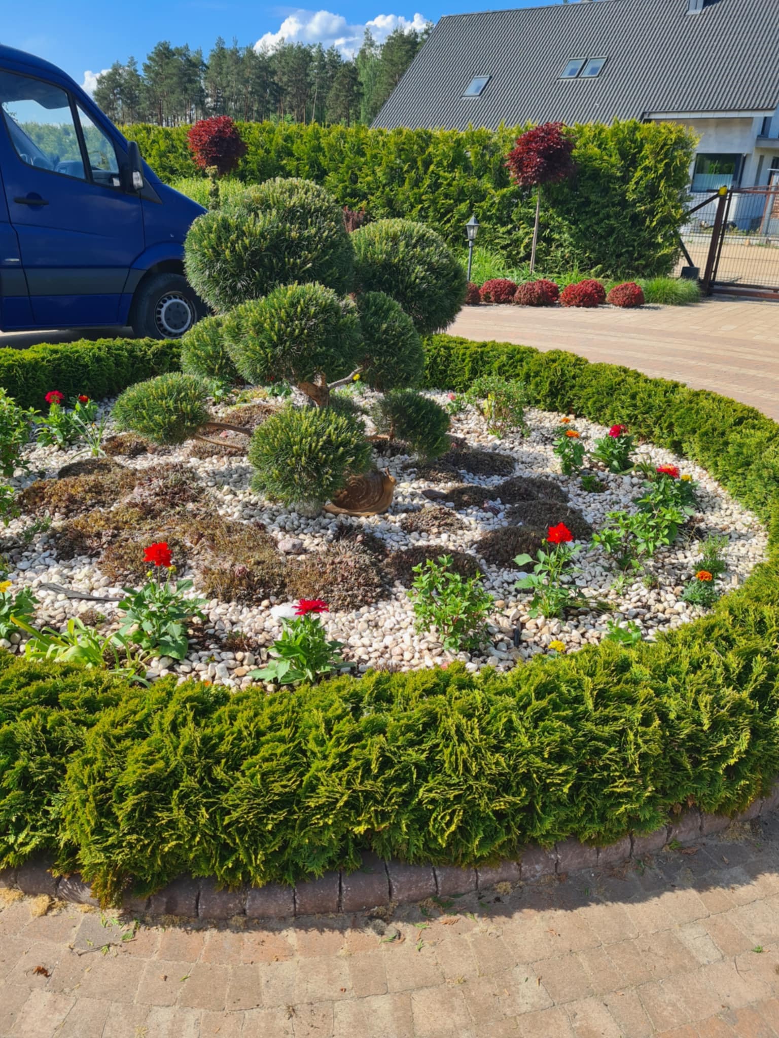 Okrągły klomb z formowanym drzewkiem bonsai, białymi kamykami i obwódką z żywopłotu, na tle zadbanego ogrodu i niebieskiego vana.