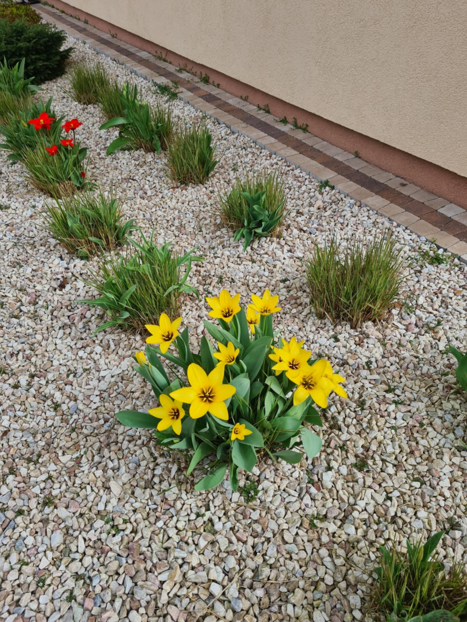 Żółte tulipany 'Little Beauty' na tle białego żwiru i kępy trawy ozdobnej, rabata wzdłuż ścieżki i ściany budynku. Ujęcie z góry, podkreślające kompozycję.