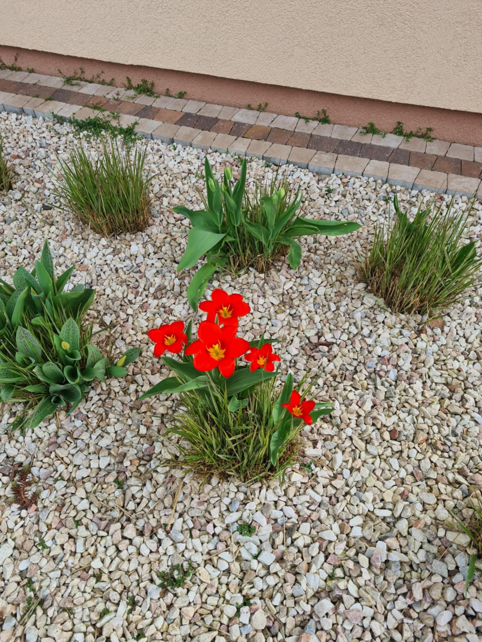 Rabata z czerwonymi tulipanami otoczonymi ozdobnymi trawami i białym żwirem, przy budynku z kostką. Układ zróżnicowanej roślinności.
