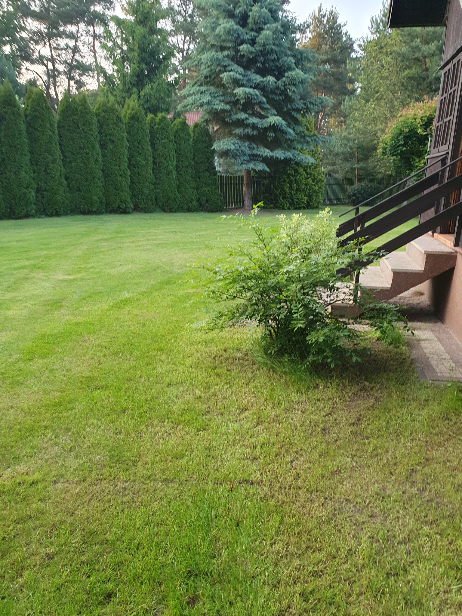 Zadbany trawnik z rzędem tuj i świerkiem w tle, widok z perspektywy schodów domu. Krzew na pierwszym planie. Świeżo skoszona trawa.
