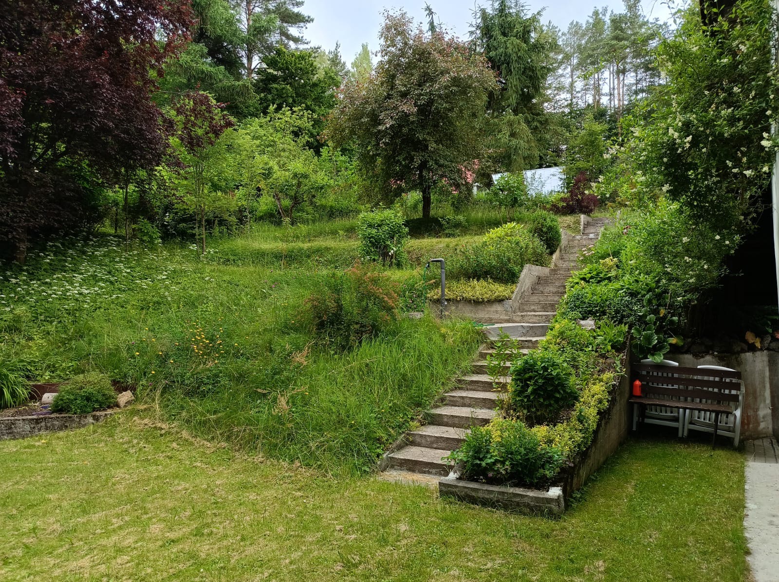 Zarośnięty ogród ze schodami w zboczu, widok na gęstą roślinność, wysoka trawa, krzewy i drzewa. Teren zaniedbany przed rozpoczęciem prac ogrodniczych.