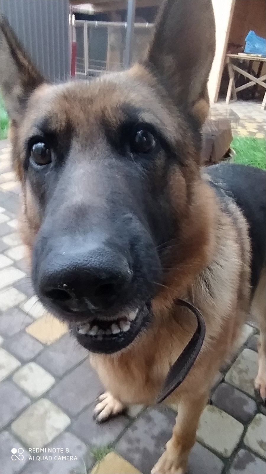 Portret owczarka niemieckiego z brązowo-czarną sierścią, z obrożą, na tle kostki brukowej i z elementami zabudowy w tle. Ujęcie z bliska, z dołu.