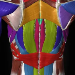 Kolorowa ilustracja 3D mięśni pleców i szyi, widok z tyłu, z zaznaczonymi warstwami i strukturami anatomicznymi na czarnym tle.