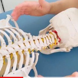 Rehabilitant Kielce 1