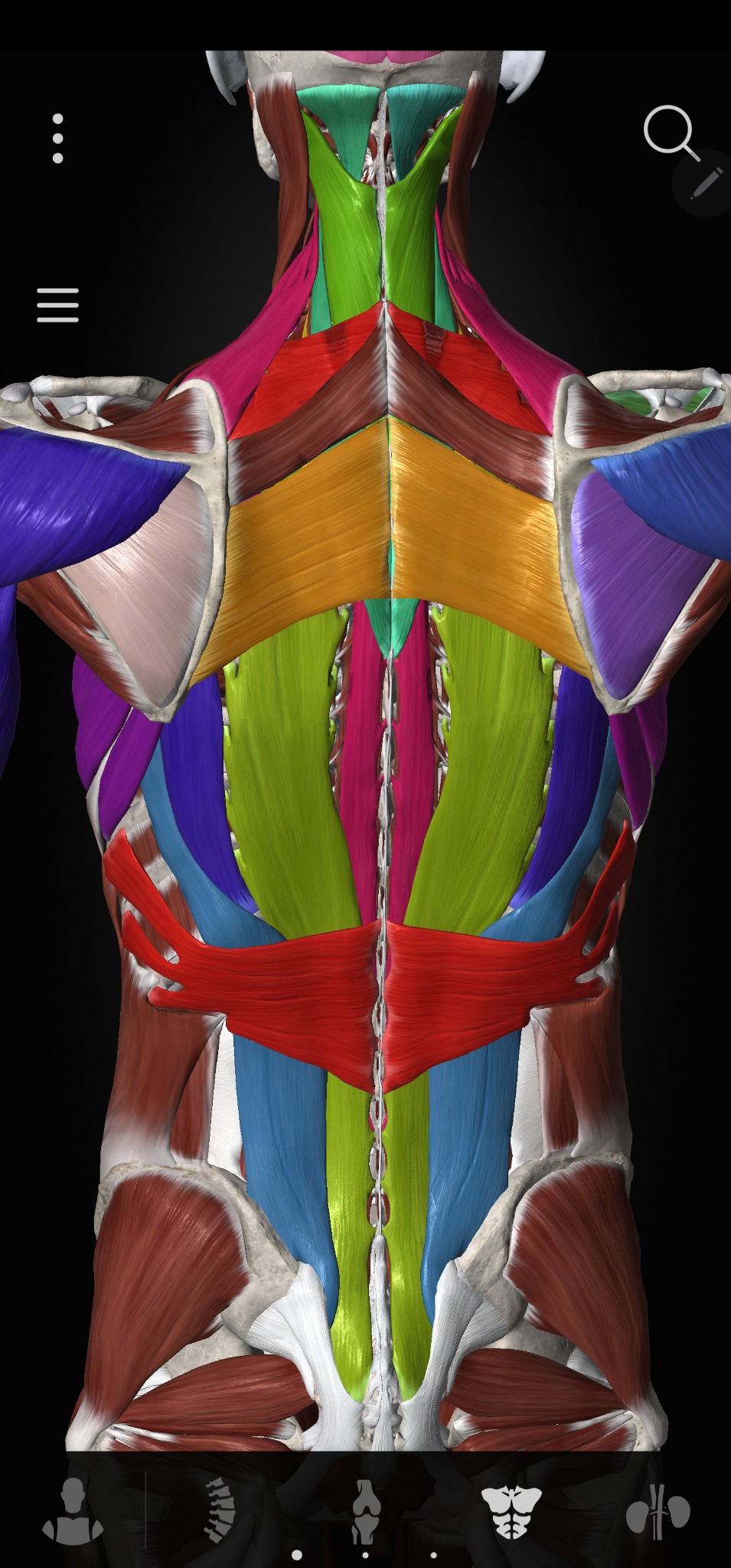 Kolorowa ilustracja 3D mięśni pleców i szyi, widok z tyłu, z zaznaczonymi warstwami i strukturami anatomicznymi na czarnym tle.