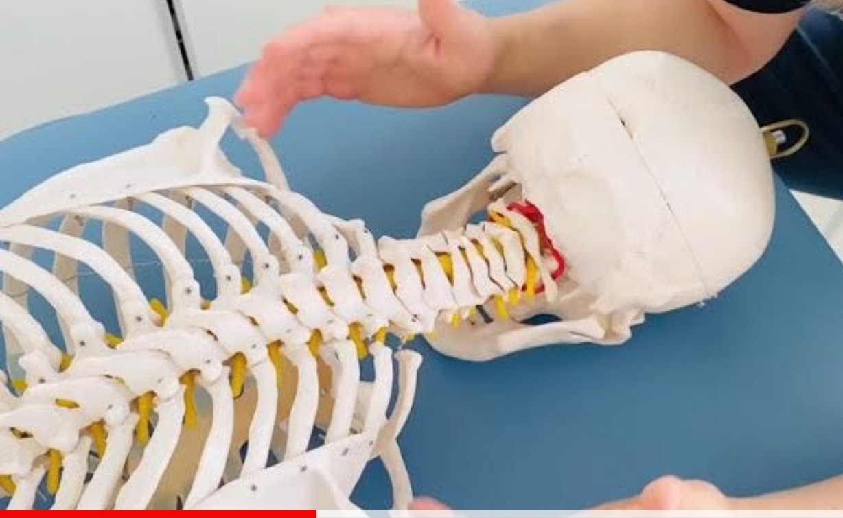 Model kręgosłupa z czaszką na niebieskim tle, dłoń w górnej części kadru. Widoczne kręgi szyjne i piersiowe z zaznaczonymi nerwami. Prezentacja edukacyjna.