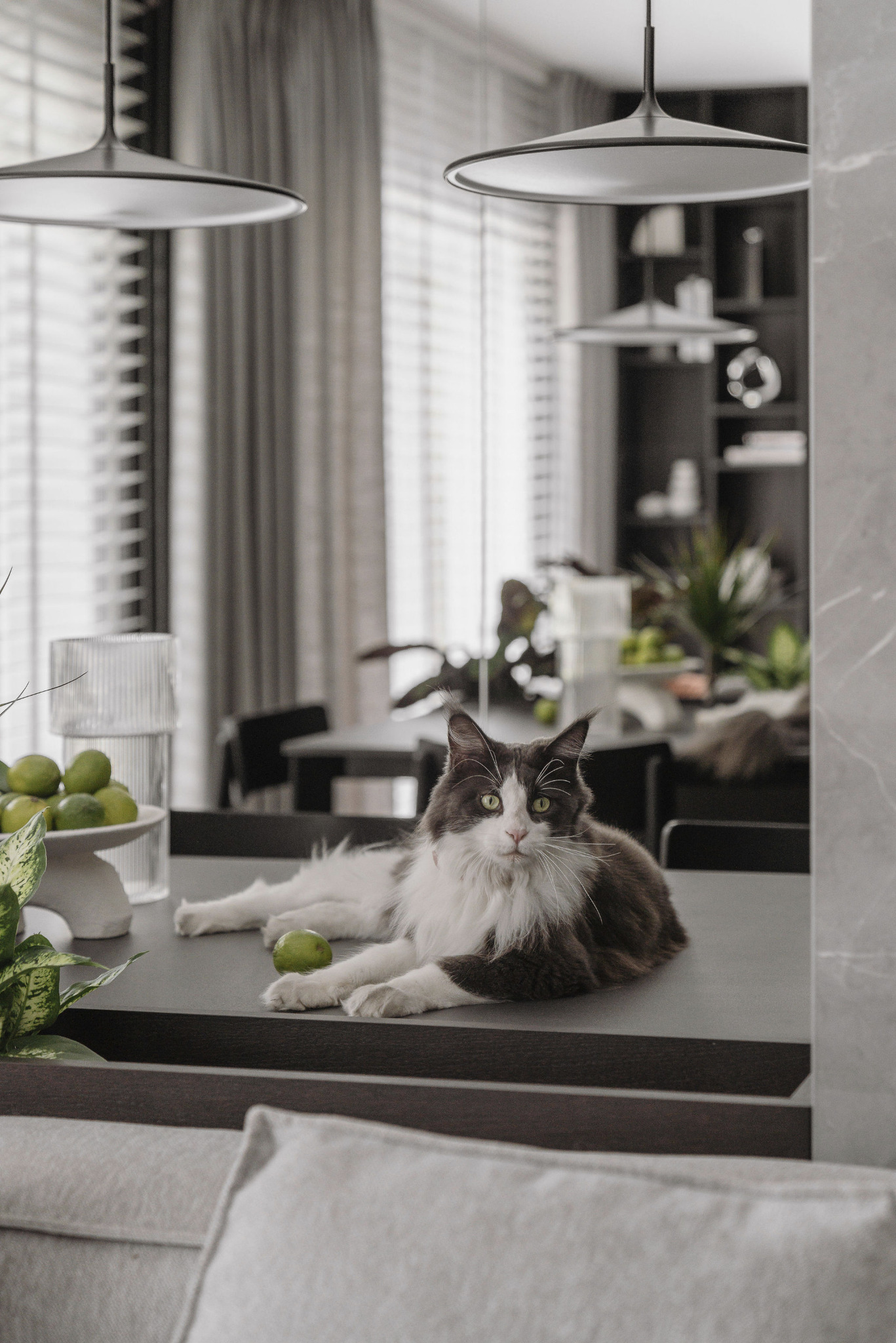 Eleganckie wnętrze z kotem rasy Maine Coon leżącym na stole. W tle widoczne lampy wiszące, żaluzje i półki z dekoracjami. Stonowana kolorystyka, nowoczesny design.