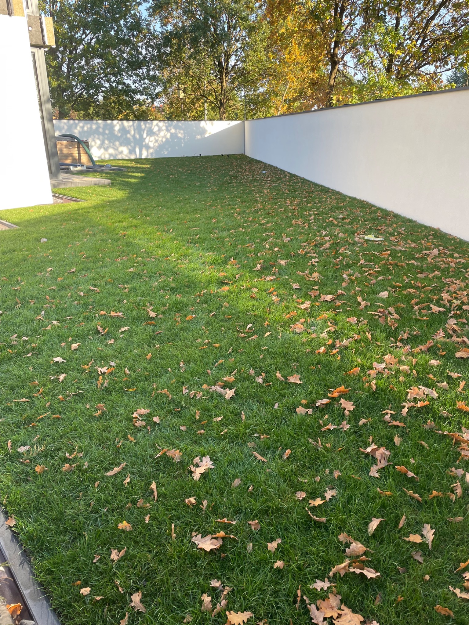 Świeżo założony trawnik z rolki, pokryty opadłymi liśćmi dębu, otoczony białym murem. Widoczne drzewa w tle. Jesienne oświetlenie.