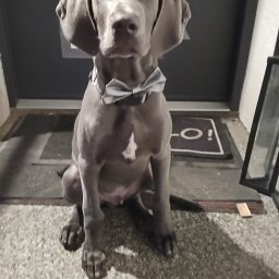 Domy szkieletowe Września 1