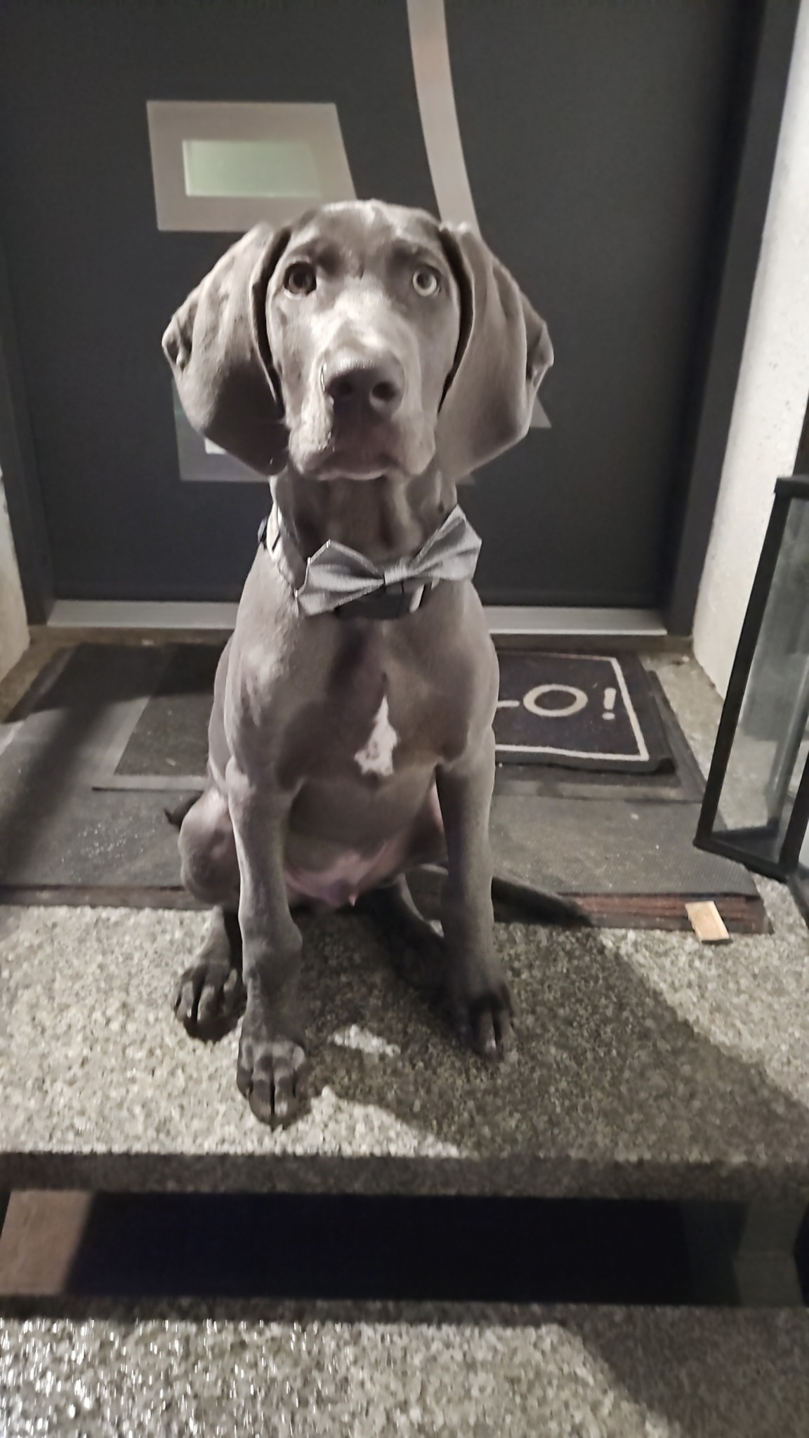 Szary pies rasy Weimaraner siedzi na progu, ubrany w srebrną muchę. Heterochromia, ciemne drzwi z geometrycznym oknem w tle. Wyrazisty wzrok.