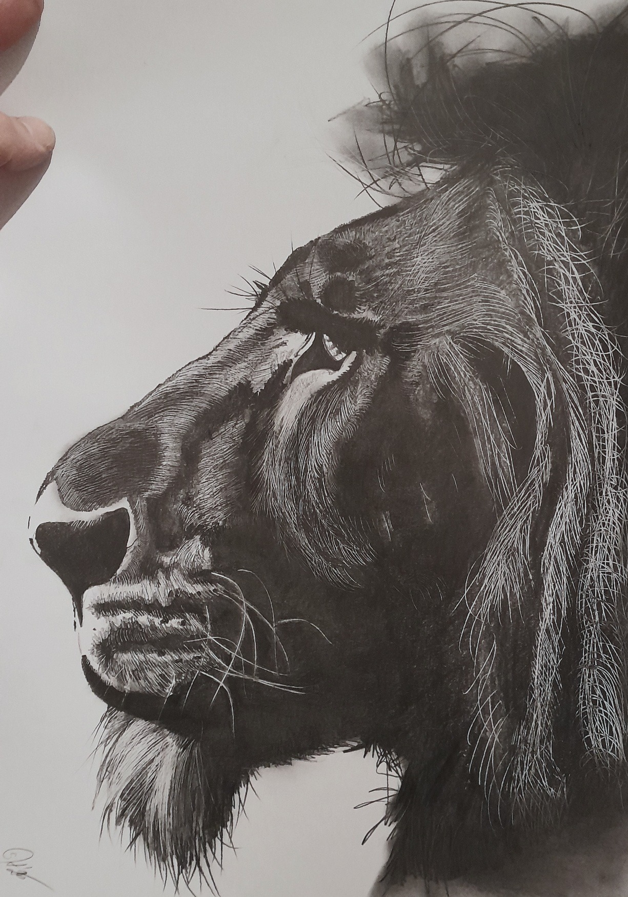 Czarno-biały rysunek lwa z profilu, z widoczną dłonią w lewym górnym rogu, wykonany z dbałością o detale i cieniowanie, na białym tle.