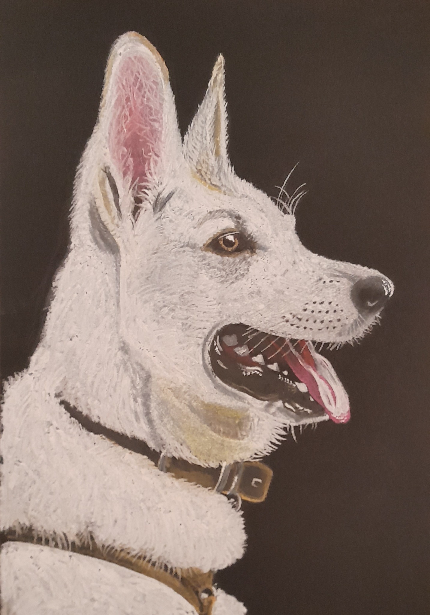 Pastelowy portret białego owczarka szwajcarskiego z otwartym pyskiem i widocznym językiem na czarnym tle, z detalami sierści i brązowej obroży.