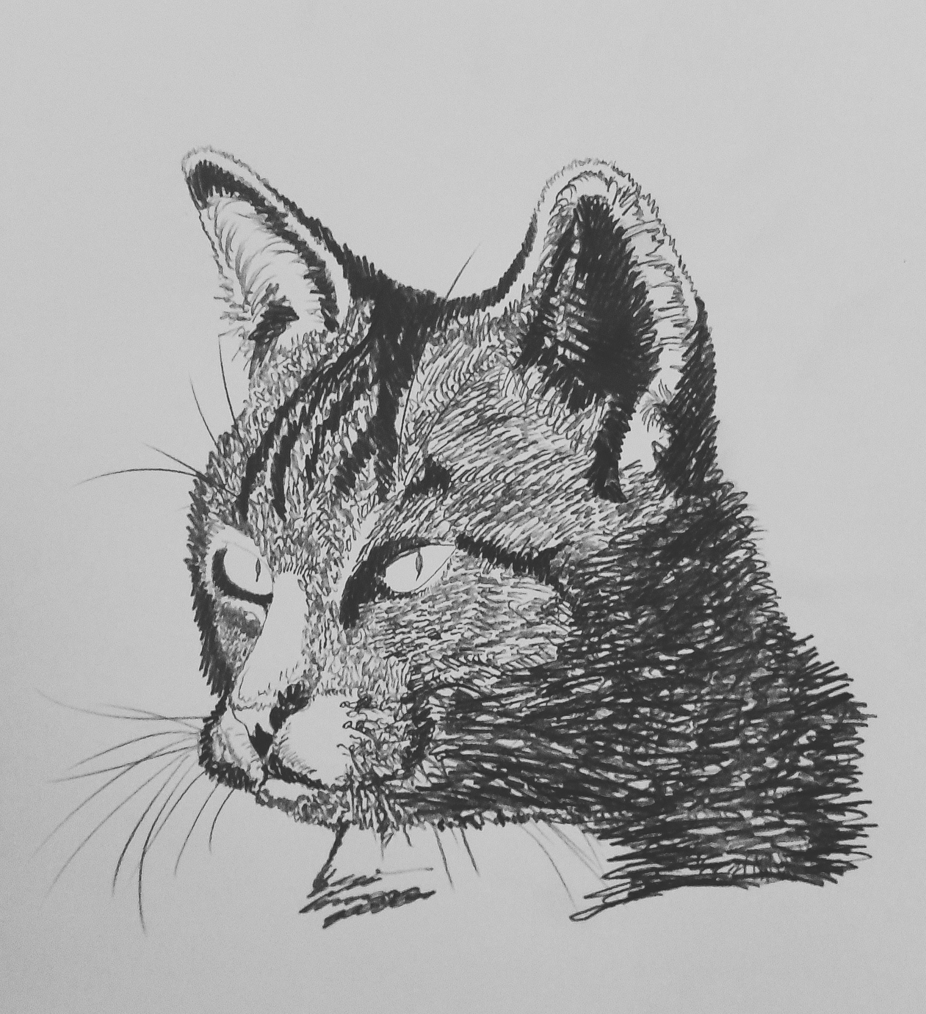 Szkic głowy kota z pręgowanym futrem, wykonany czarnym tuszem na jasnym tle. Widoczny detal sierści i wyraziste spojrzenie zwierzęcia.