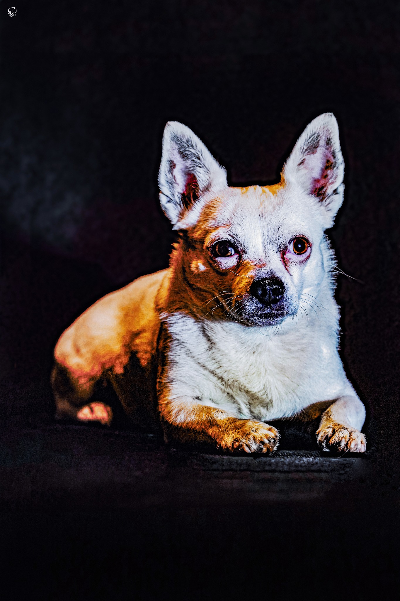 Portret leżącego psa rasy Chihuahua z bliska na ciemnym tle. Sierść biało-brązowa, uszy stojące, wzrok skierowany wprost. Wyraźne detale sierści i oczu.