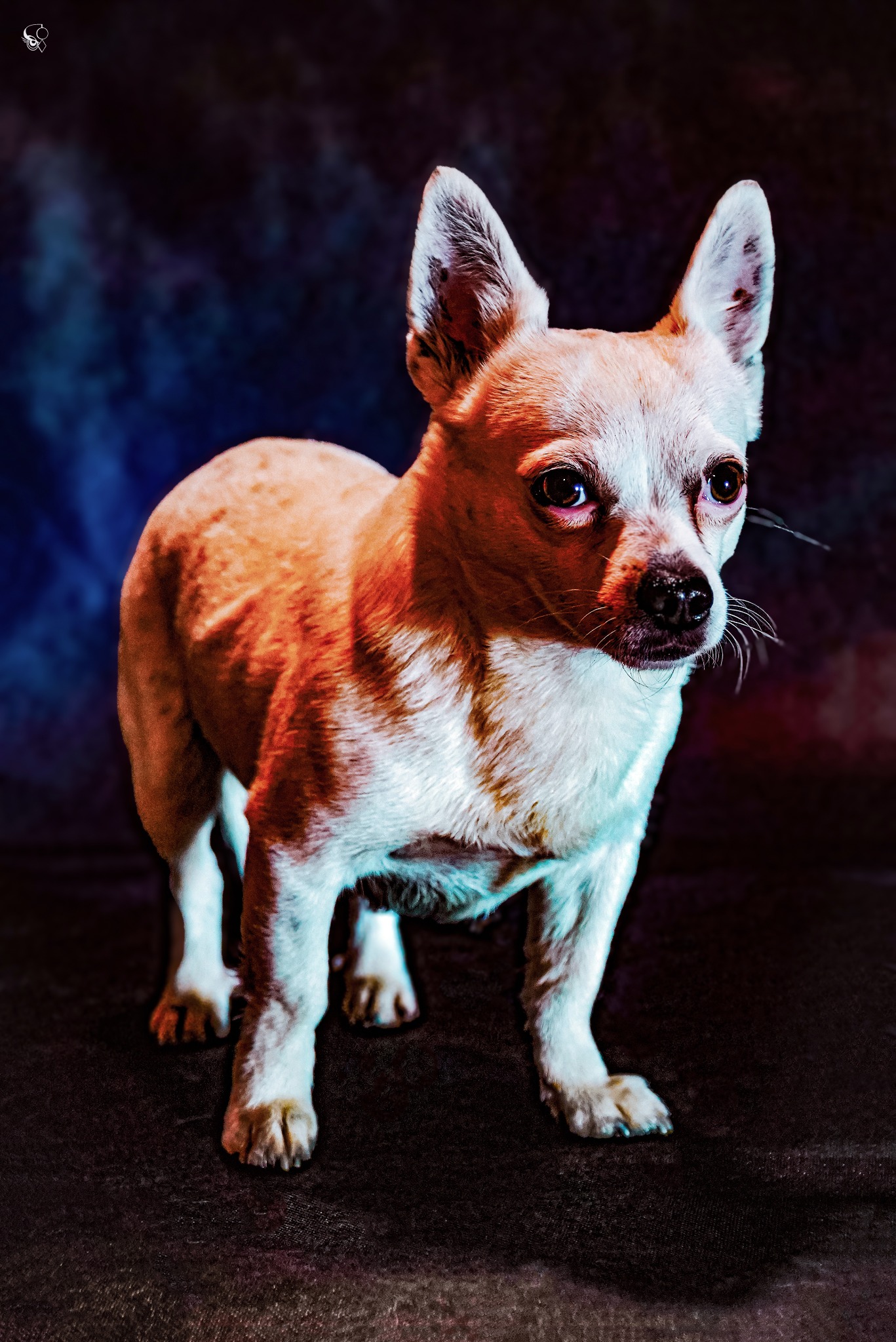 Portret czworonożnego przyjaciela: Chihuahua o jasnej sierści, stojąca na ciemnym tle, oświetlona ciepłym światłem, z uwagą skierowaną w stronę widza. Wyraziste oczy.