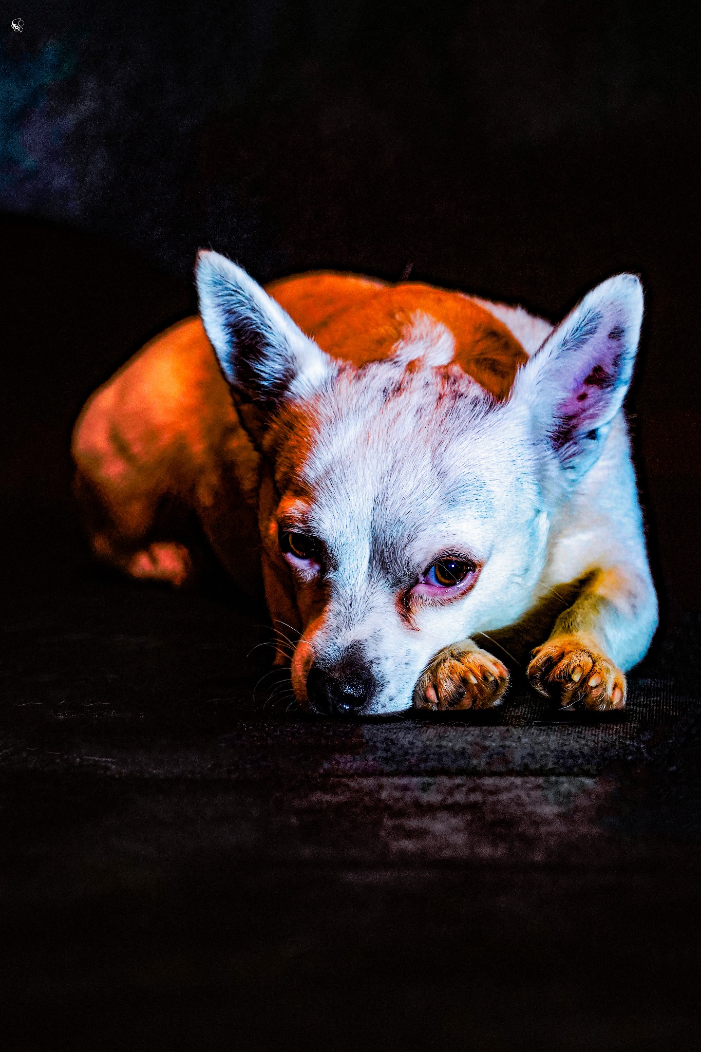 Portret śpiącego psa rasy Chihuahua z białym pyskiem i brązowymi uszami na ciemnym tle, oświetlonego intensywnym, kolorowym światłem.