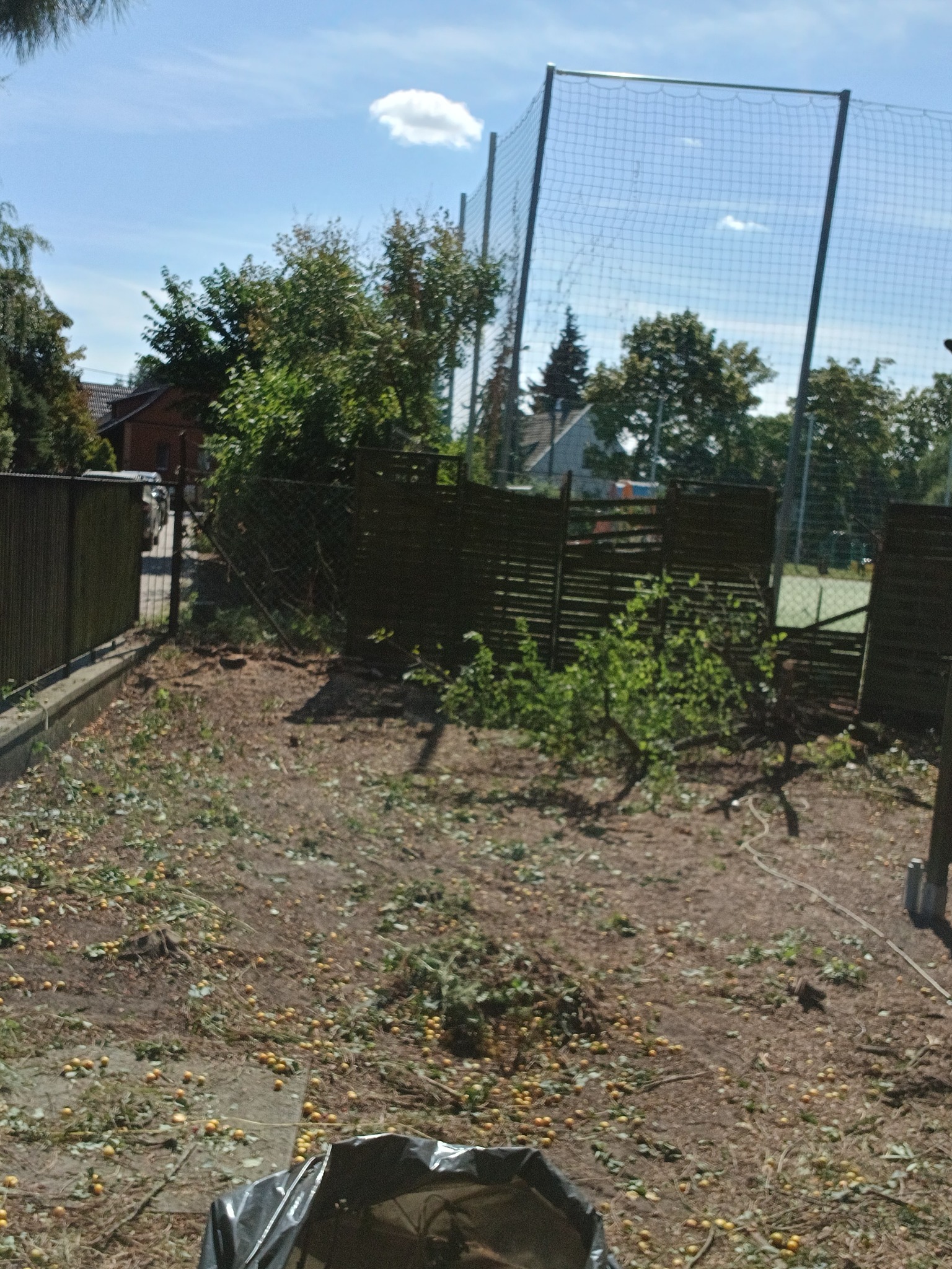 Teren po wycince drzew w Poznaniu: usunięte gałęzie, owoce na ziemi, widoczny fragment siatki ogrodzeniowej i czarny worek na odpady. Prace porządkowe.