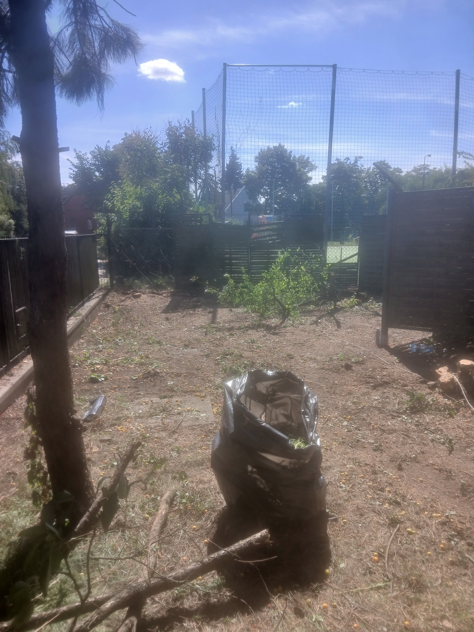Ogród po wycince drzew: czarny worek z gałęziami, ścięte pnie, drobne gałązki i owoce na ziemi. W tle siatka i zieleń.