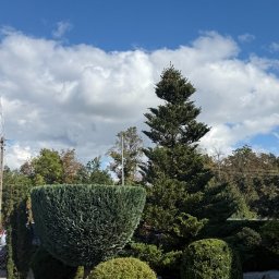 GARDEN BOYZ - Uformowane krzewy i drzewa iglaste na tle błękitnego nieba z chmurami. Dekoracyjny ogród z białym żwirem i różnorodną roślinnością.