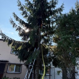 GARDEN BOYZ - Pracownik na drabinie przy wysokiej sośnie, zabezpieczony liną, przygotowuje się do wycinki gałęzi. W tle budynek mieszkalny i inne drzewa.