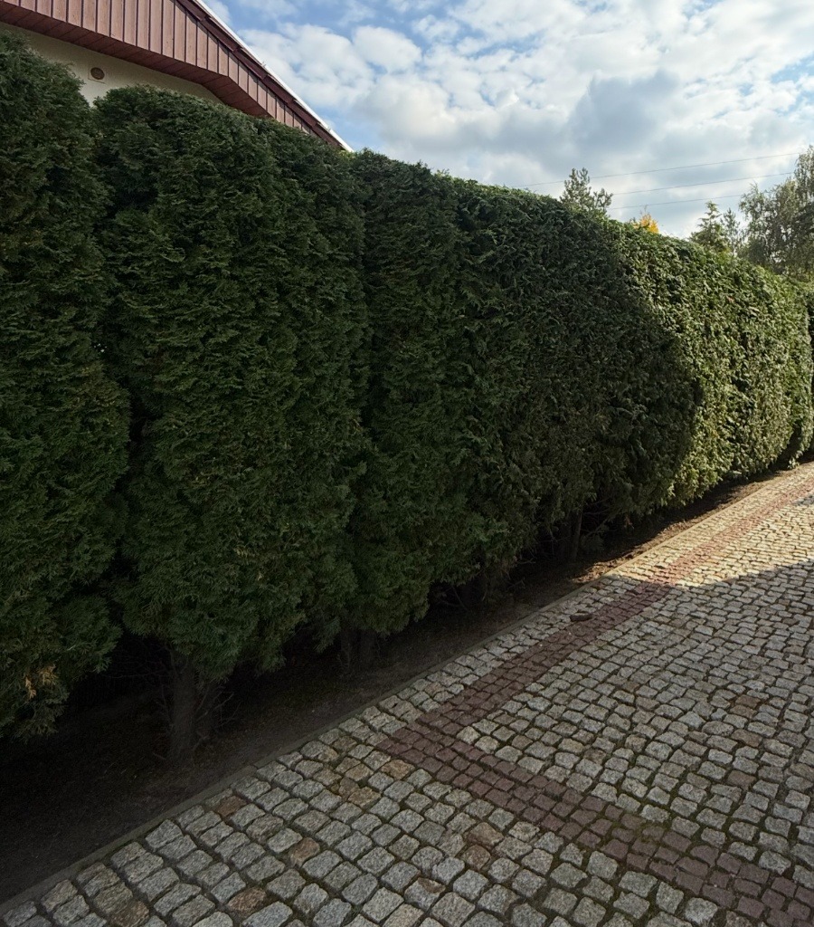 Równy szpaler ciemnozielonych tuj, tworzących żywopłot, oddzielający posesję od chodnika z kostki brukowej w odcieniach szarości i czerwieni, pod błękitnym niebem.