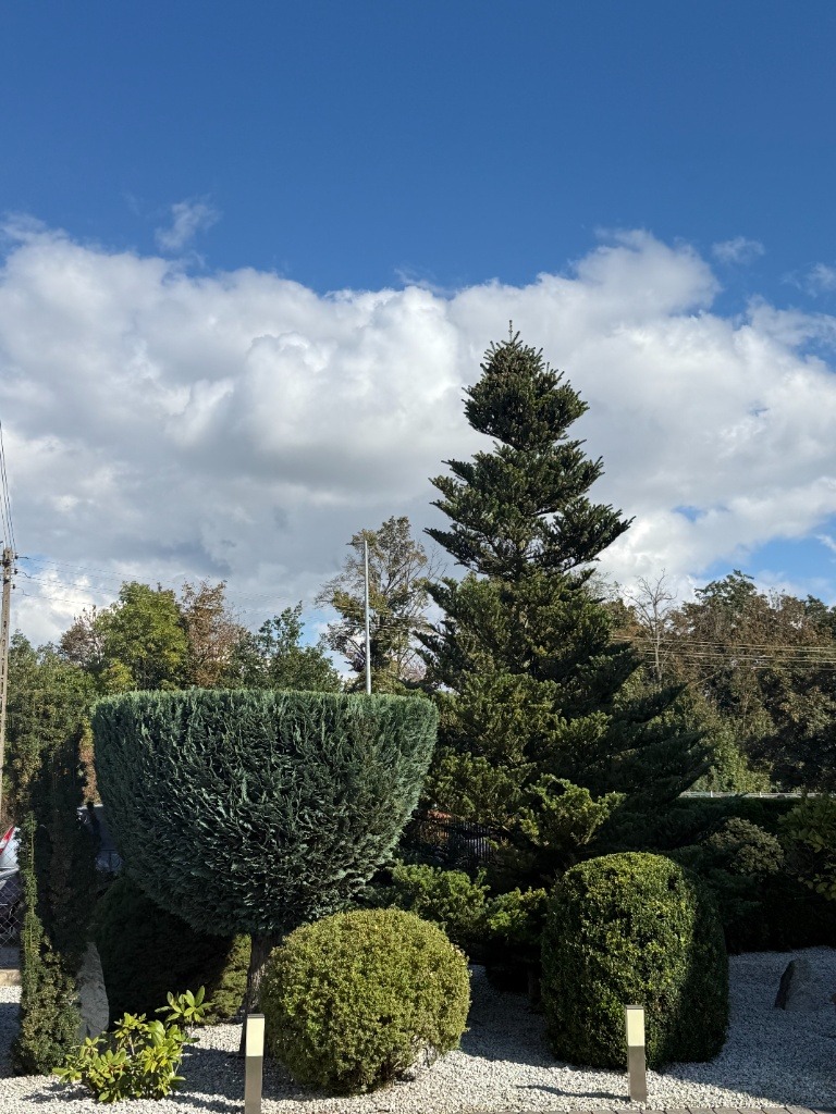 Uformowane krzewy i drzewa iglaste na tle błękitnego nieba z chmurami. Dekoracyjny ogród z białym żwirem i różnorodną roślinnością.