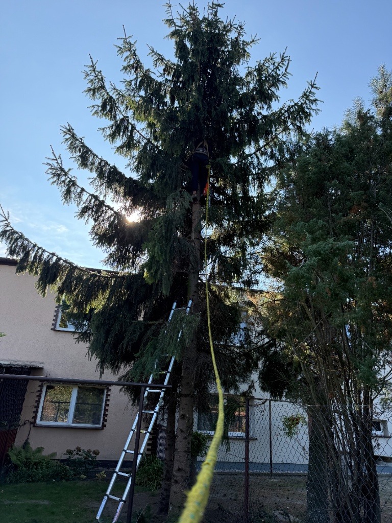 Pracownik na drabinie przy wysokiej sośnie, zabezpieczony liną, przygotowuje się do wycinki gałęzi. W tle budynek mieszkalny i inne drzewa.