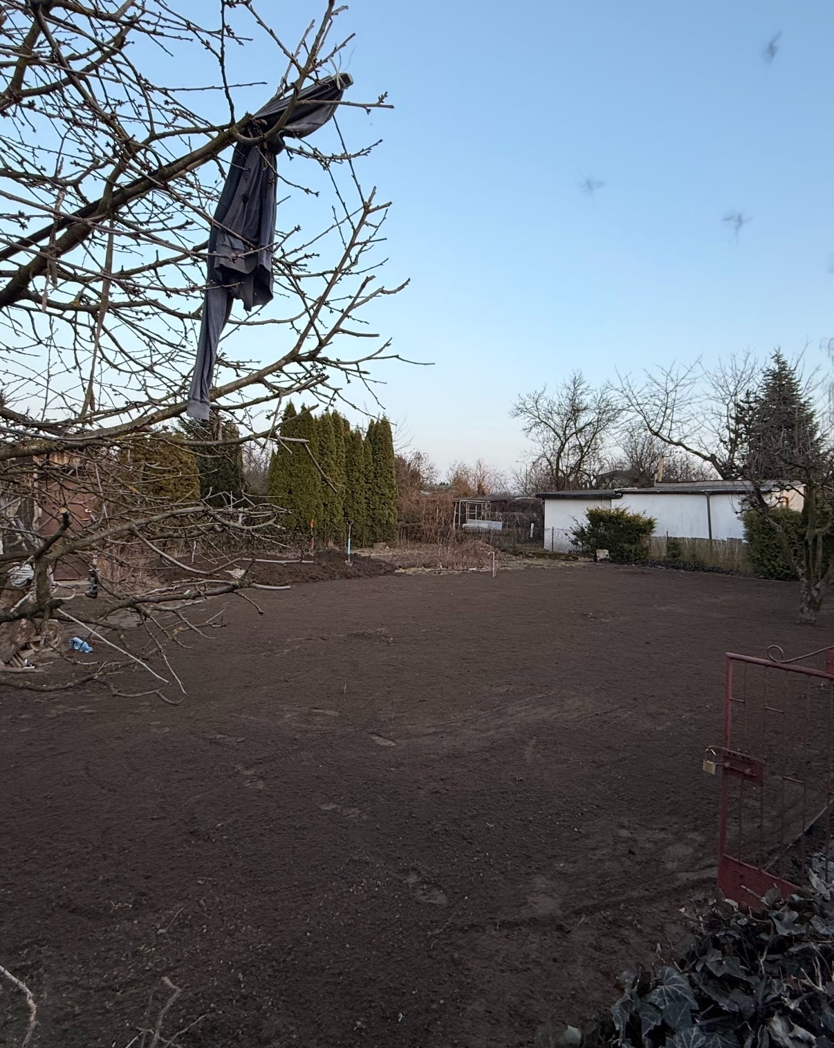 Przygotowany teren pod trawnik z widocznymi śladami po maszynach, w tle tuje i budynek gospodarczy. Na drzewie zwisa czarny materiał.