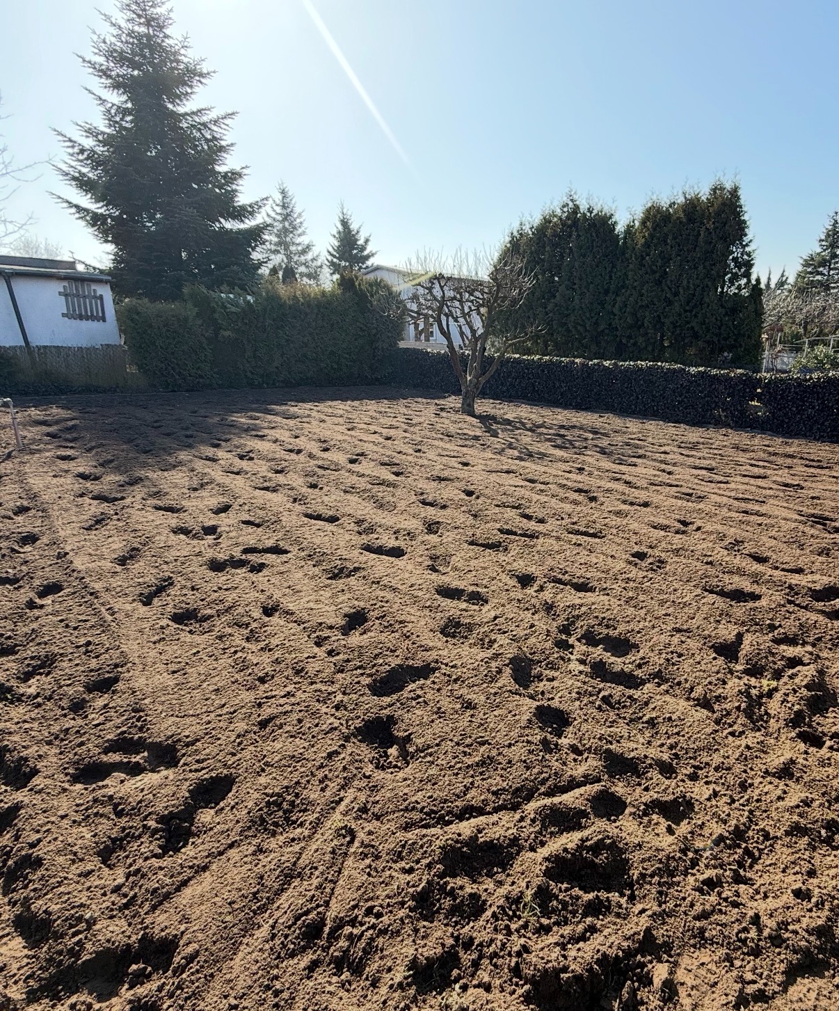 Przygotowany teren pod trawnik z widocznymi śladami po bronowaniu, drzewo w tle i żywopłot. Słoneczny dzień.