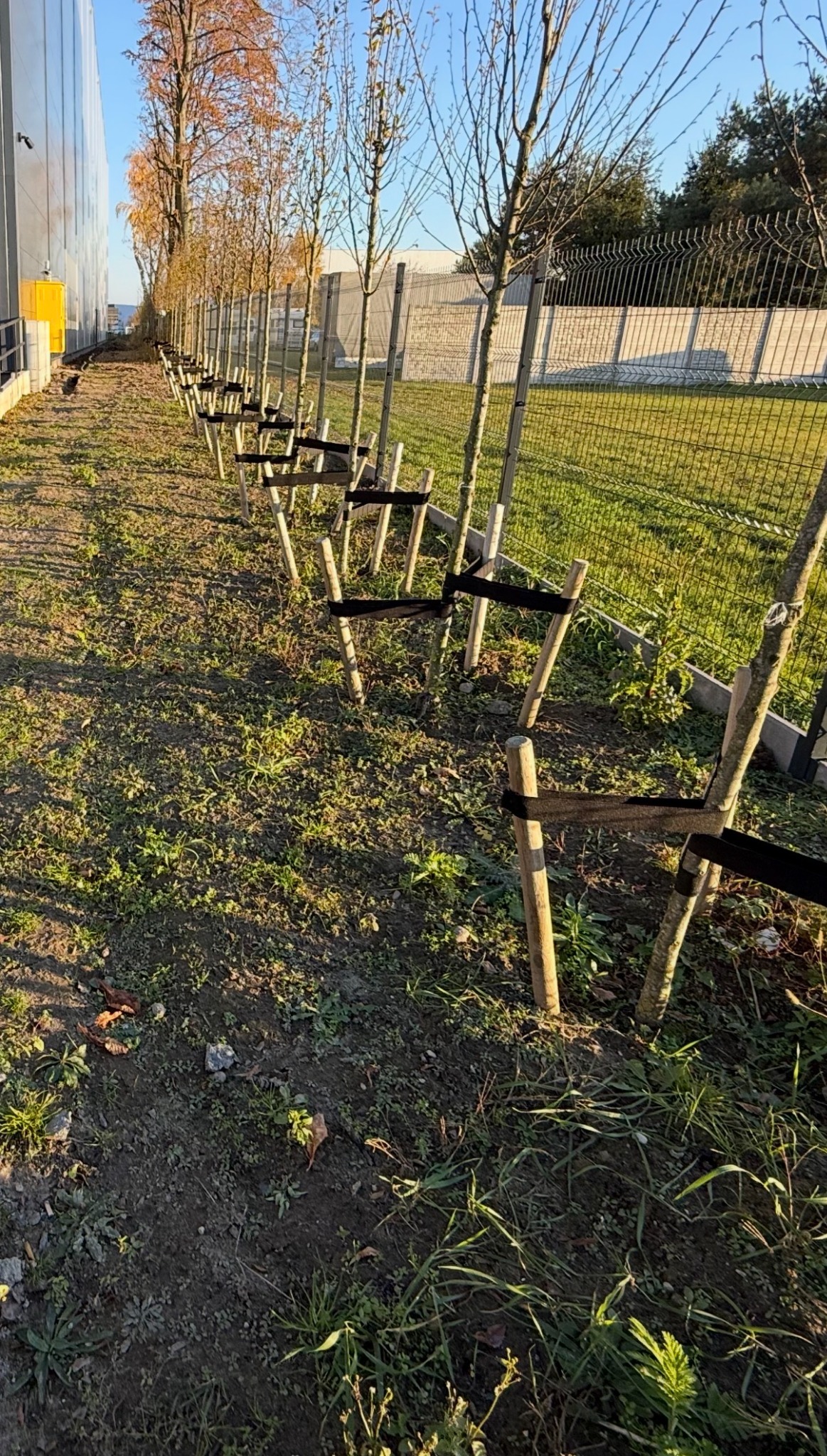 Rząd młodych drzewek, zabezpieczonych drewnianymi podporami z czarnymi pasami, posadzonych wzdłuż metalowego ogrodzenia i budynku w słoneczny dzień.