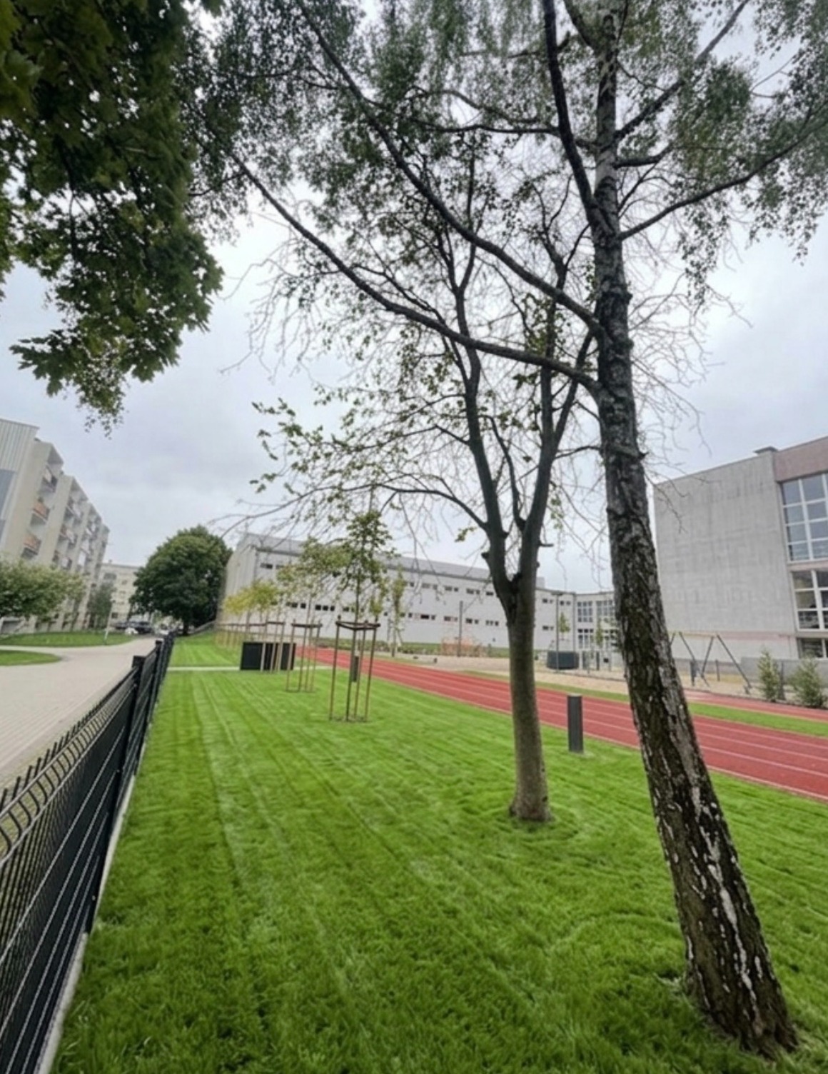 Równy trawnik z młodymi drzewkami w miejskiej przestrzeni, obok bieżnia lekkoatletyczna i budynek. Świeżo skoszona trawa, metalowe ogrodzenie po lewej.