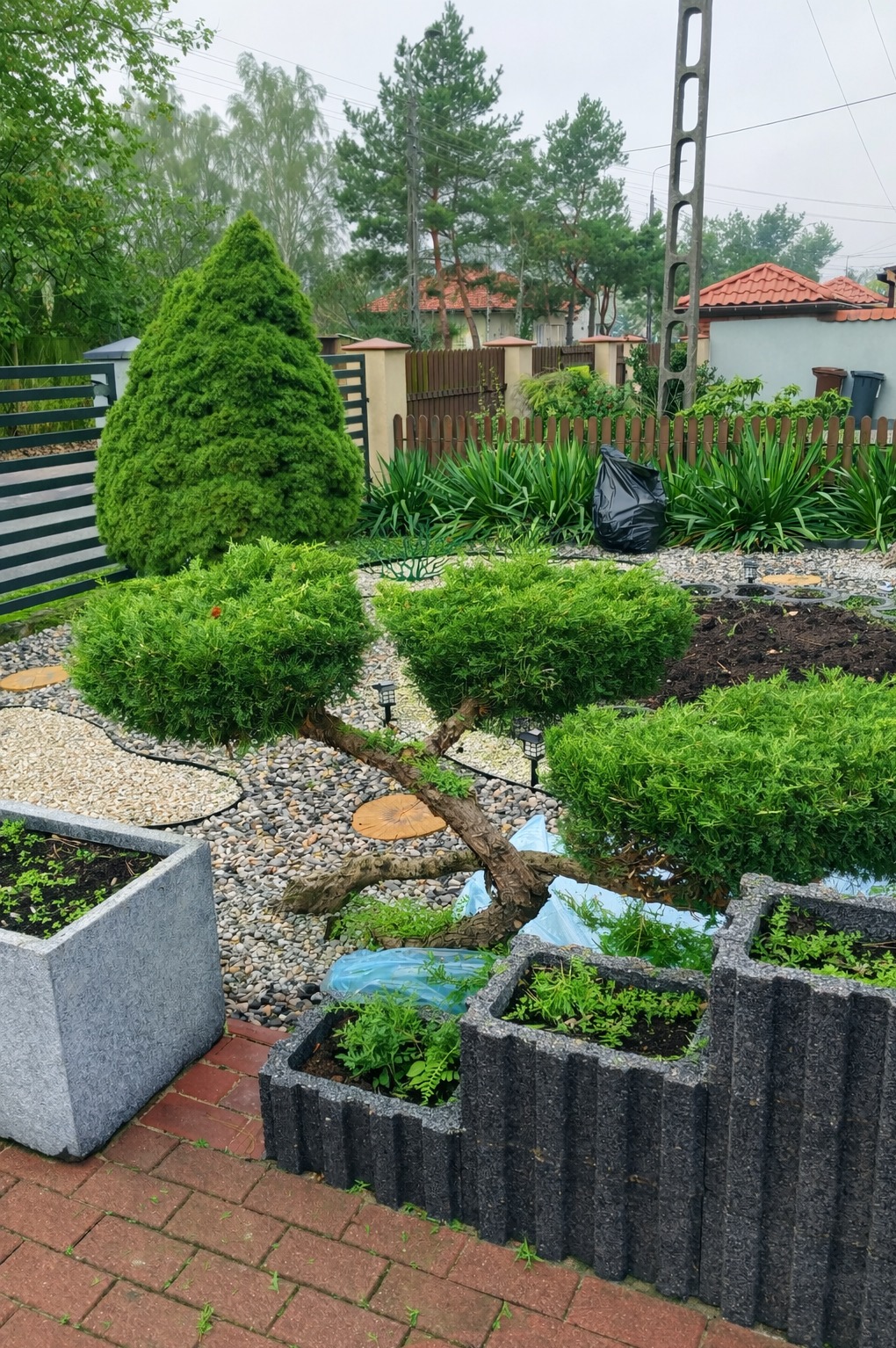 Ogród z formowanymi krzewami i ścieżką z kamyków. W tle widoczny dom z czerwonym dachem i drewniane ogrodzenie. Na pierwszym planie donice z roślinami.