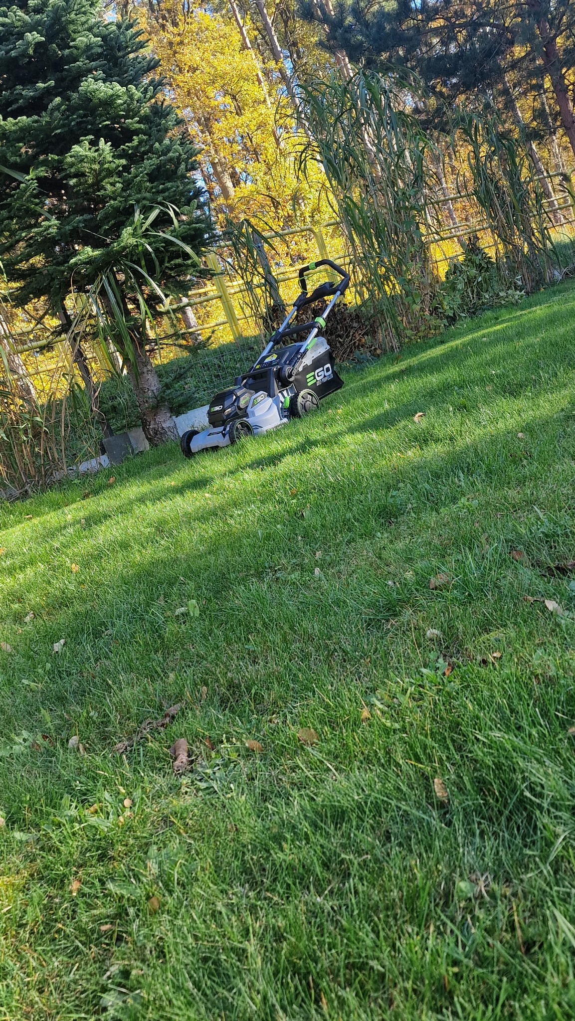 Akumulatorowa kosiarka EGO na trawniku z wysoką trawą i liśćmi, w tle drzewa i ogrodzenie. Kadr ukośny, słoneczny dzień.