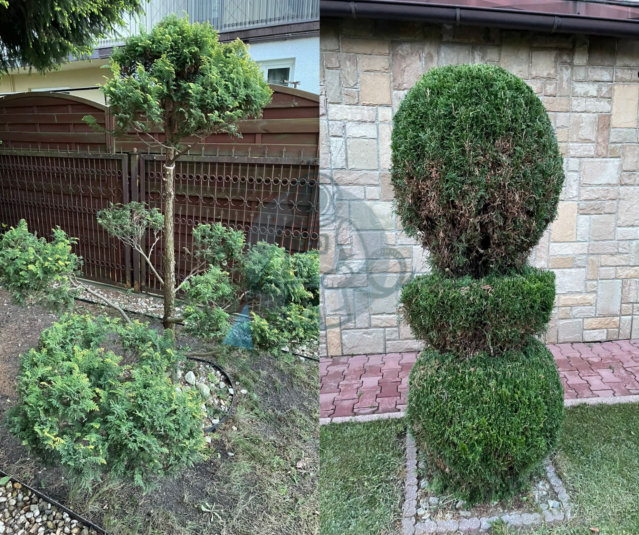 Formowane drzewa iglaste: jedno wielopoziomowe przy płocie, drugie kuliste na tle kamiennej ściany. Efektowna pielęgnacja zieleni.
