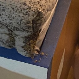 Dezynsekcja i deratyzacja Warszawa 2