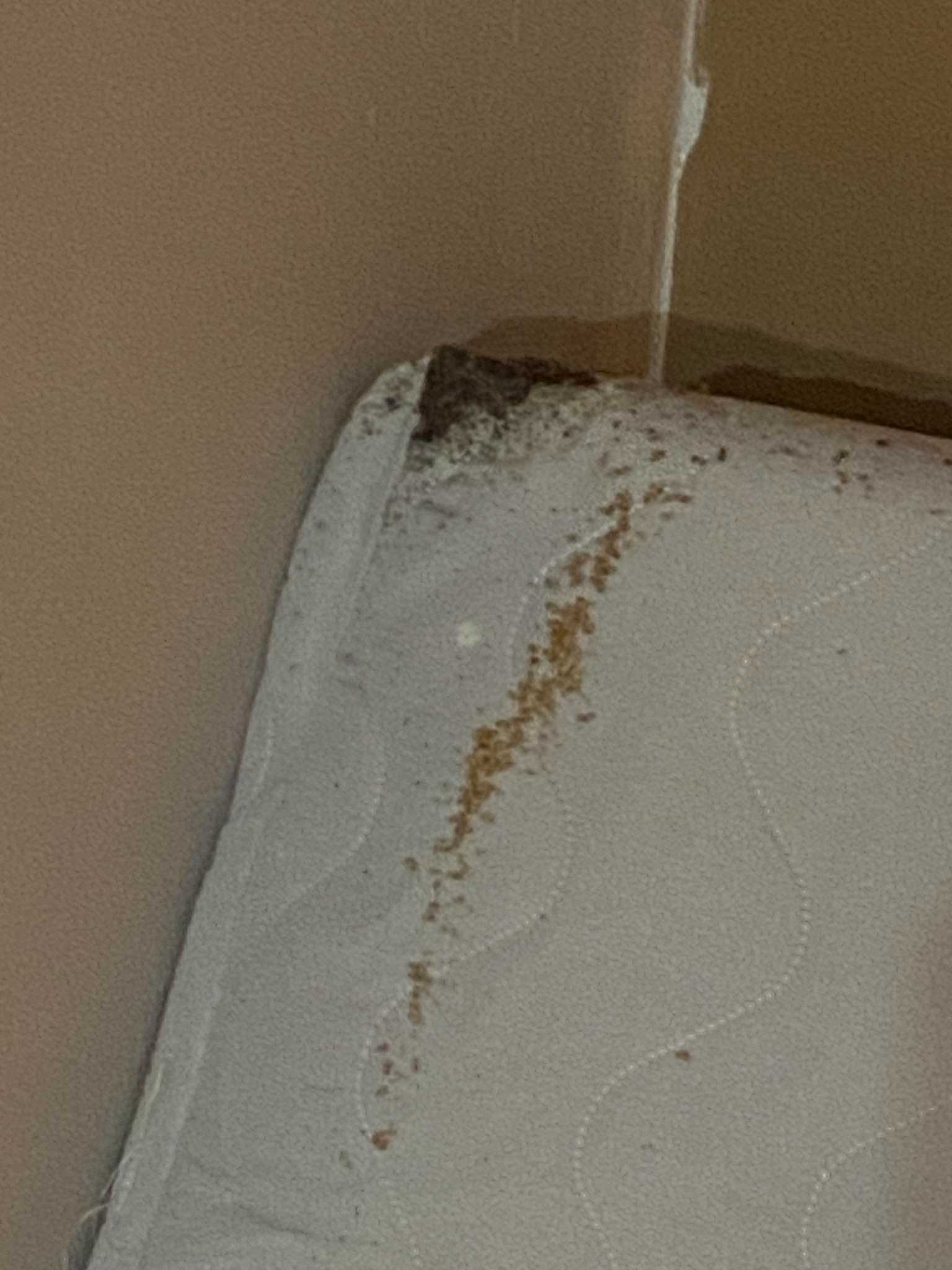 Narożnik materaca z widocznymi śladami aktywności owadów, prawdopodobnie pluskiew, w rogu i wzdłuż krawędzi. Beżowa ściana w tle.