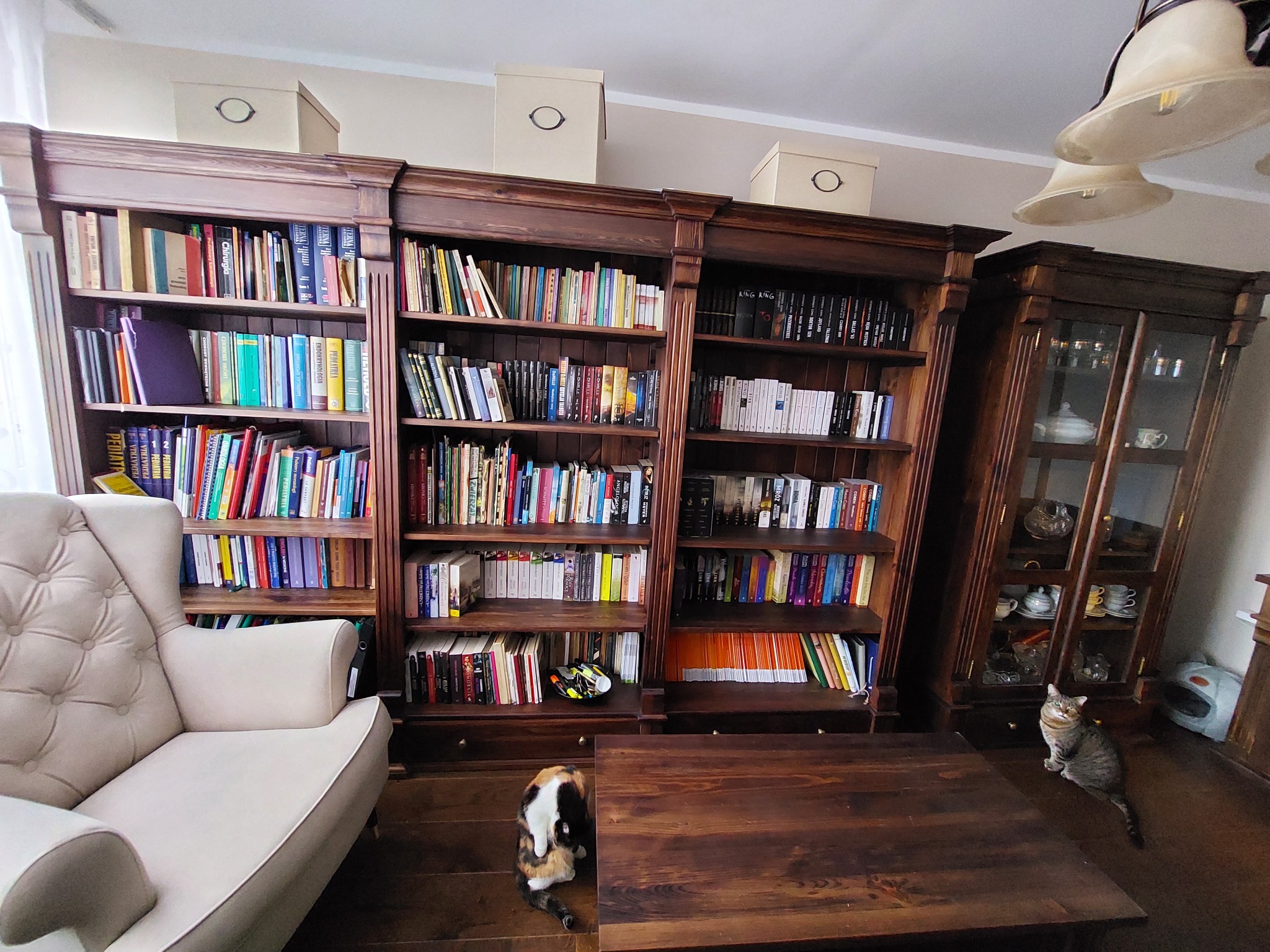 Drewniana biblioteczka z książkami w kolorze ciemnego brązu, z beżowym fotelem i dwoma kotami, jeden siedzi, drugi leży. Na górze szafek stoją beżowe pudła.
