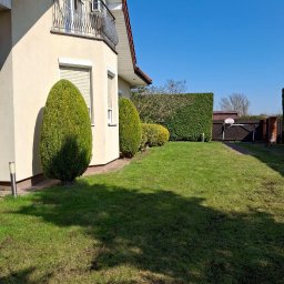 Wycinka drzew Piaseczno 1