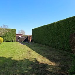 Wycinka drzew Piaseczno 2