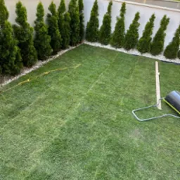 Świeżo położona trawa z rolki na posesji z tujami. Widoczny walec do trawy i linia wyznaczająca obszar do wyrównania. Białe kamienie oddzielają trawnik od drzew.