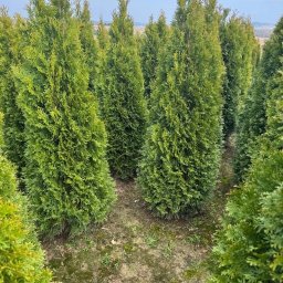 Pielęgnacja ogrodów Kraków 3