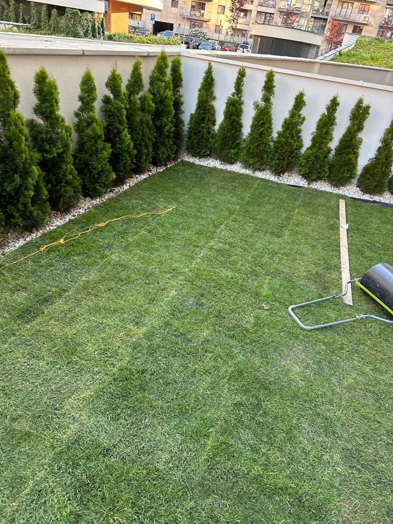 Świeżo położona trawa z rolki na posesji z tujami. Widoczny walec do trawy i linia wyznaczająca obszar do wyrównania. Białe kamienie oddzielają trawnik od drzew.