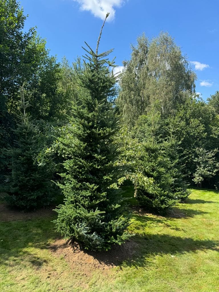 Świerk pospolity na trawniku, z wyraźnie widoczną świeżą ziemią wokół pnia, sugerującą niedawne posadzenie. W tle inne drzewa i krzewy.